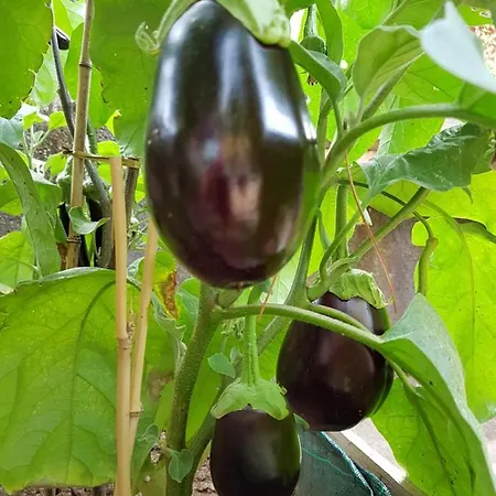 Des 2 Geais * Les Playes